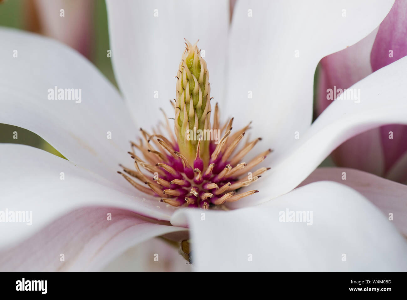 Chinese magnolia (Magnolia x soulangeana ) petals and central flower structure after pollination, March Stock Photo