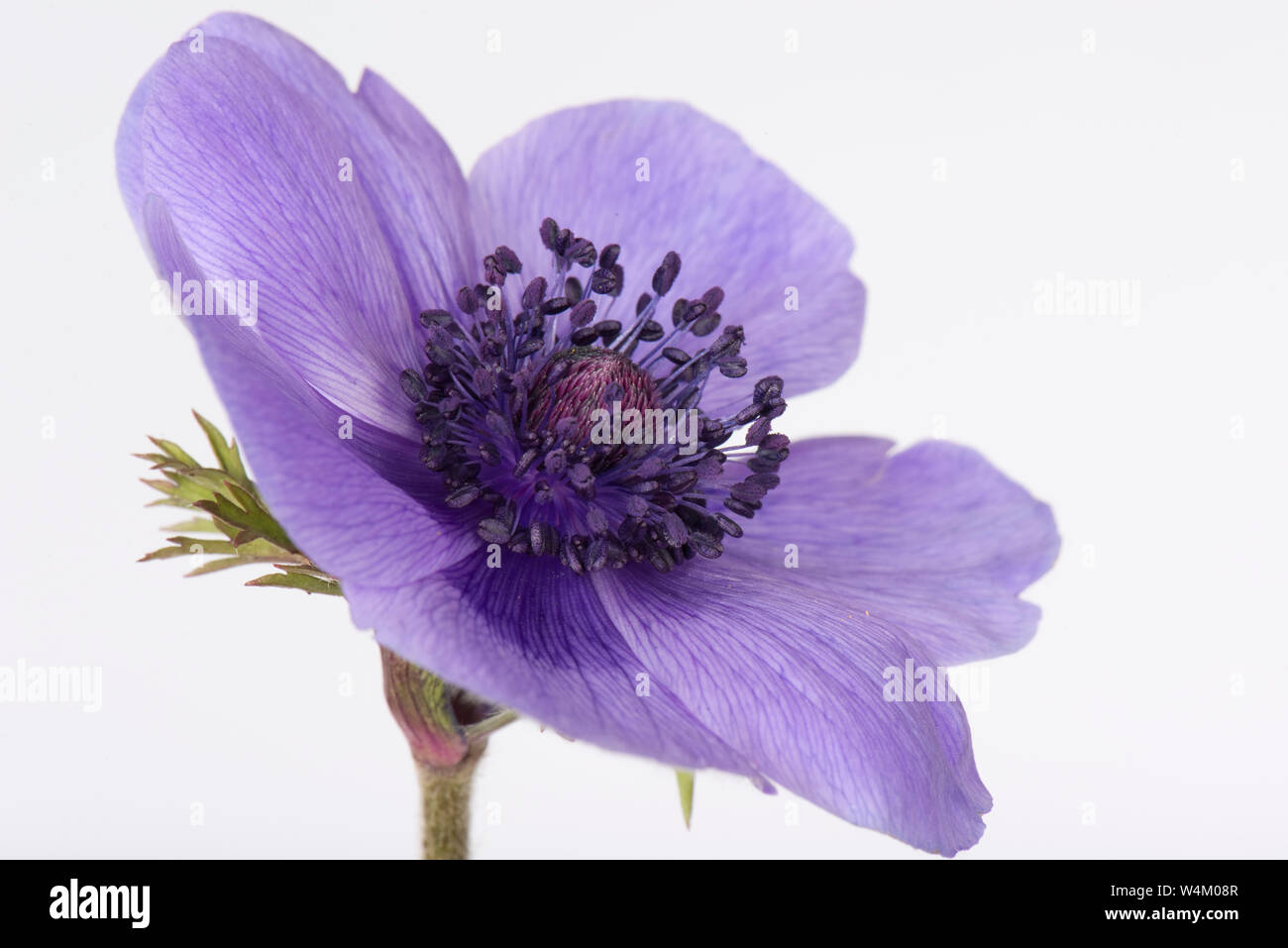 Blue flower of garden ornamental Anemone coronaria with petals, sepals, calyx,  central anthers, stamens, stigma and style Stock Photo