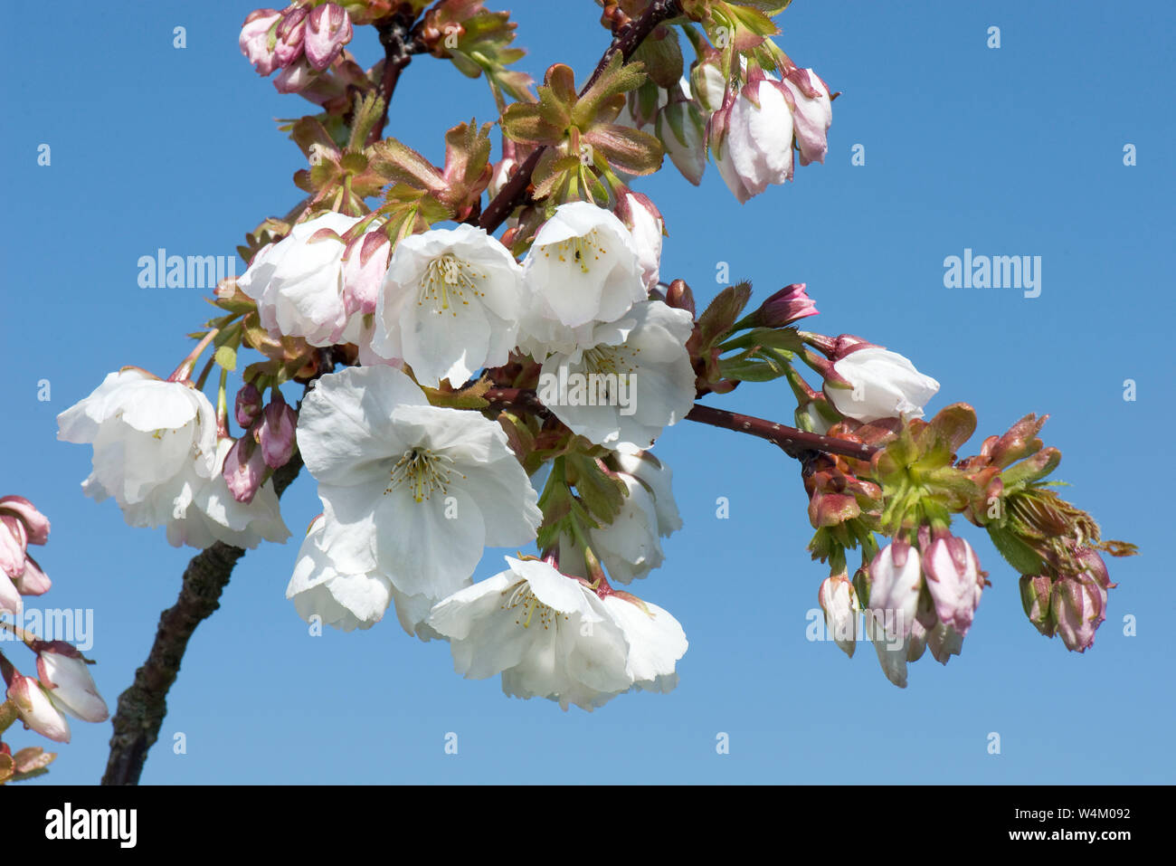 White flowers opening against a blue sky on a flowering cherry Prunus serrulata 'Tai Haku' or great white cherry tree, Berkshire, March Stock Photo
