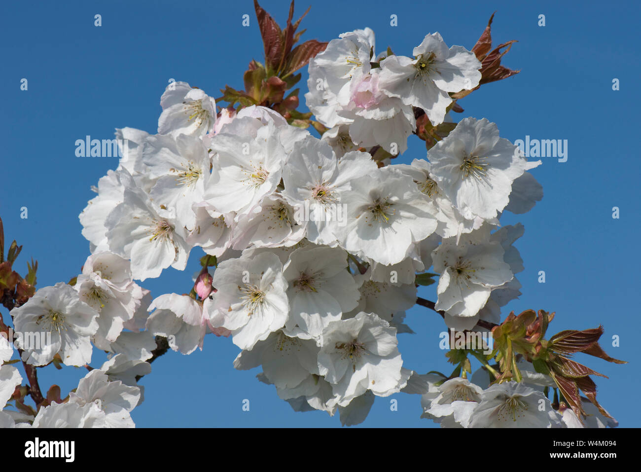 White flowers opening against a blue sky on a flowering cherry Prunus serrulata 'Tai Haku' or great white cherry tree, Berkshire, March Stock Photo