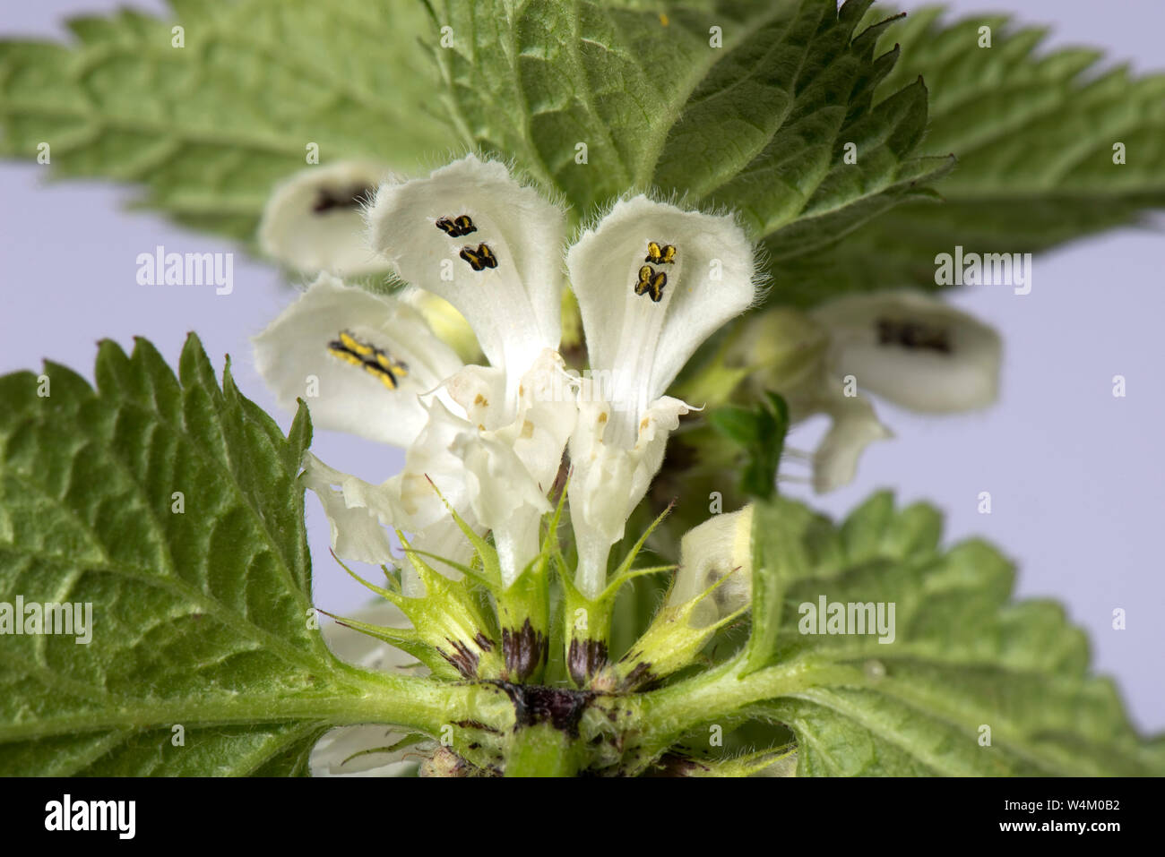 Flower whorl and leaves of white dead-nettle (Lamium album) showing anthers, shape and structure, Stock Photo