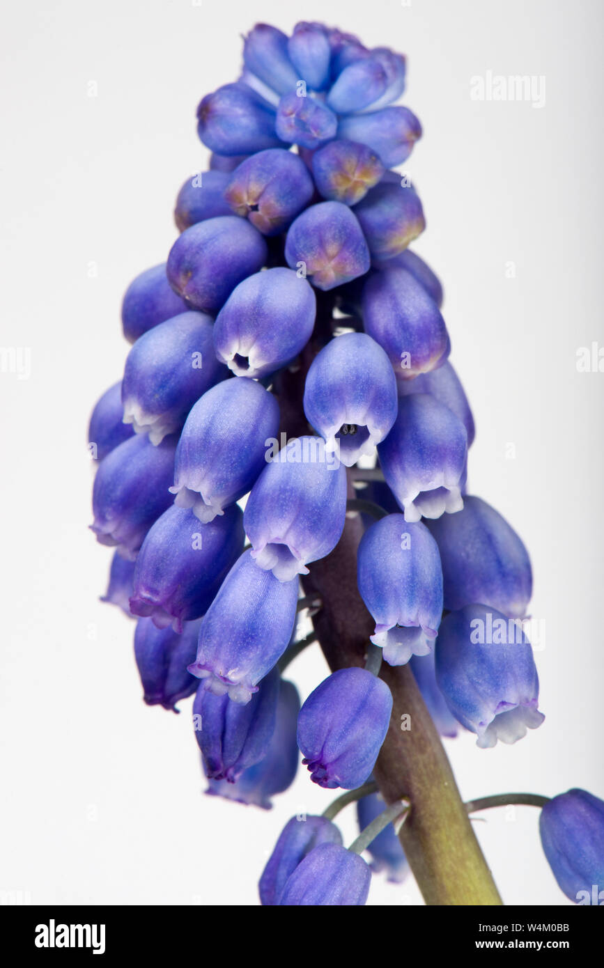 Grape hyacinth, Muscari neglectum, blue flowers on a spike or raceme from an ornamental garden bulb in spring, April Stock Photo