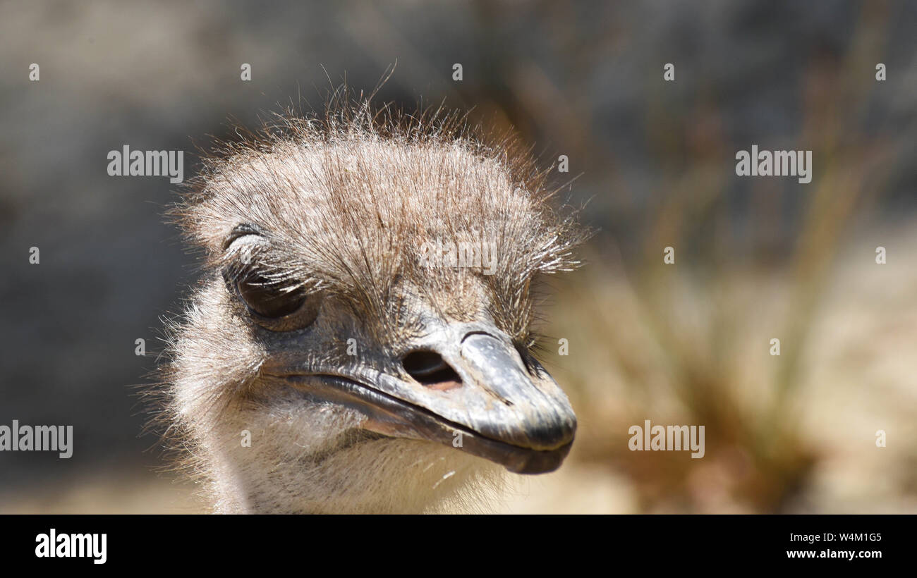 portrait of an ostrich head Stock Photo