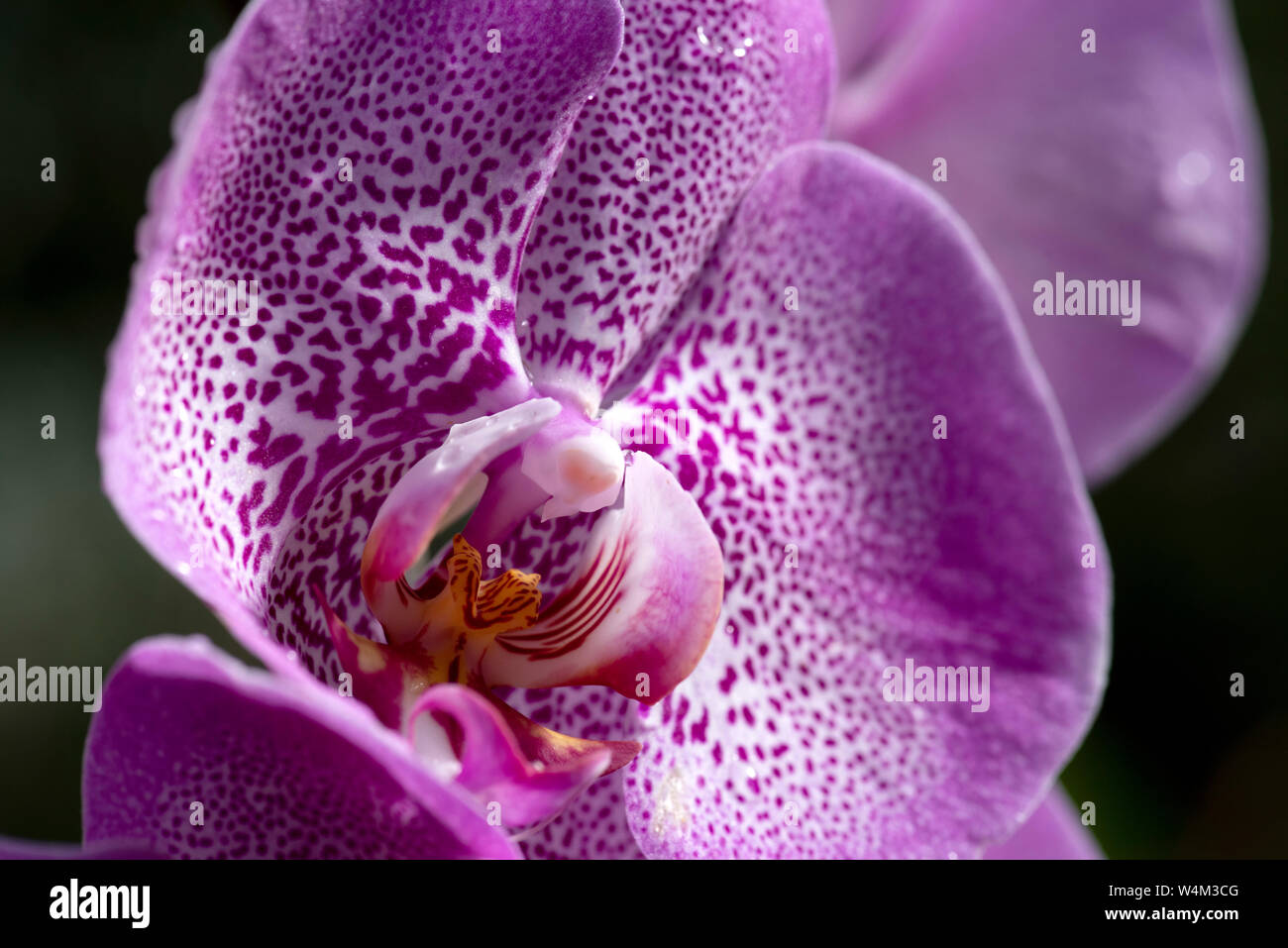 Phalaenopsis Orchid, Moth Orchid, Stock Photo
