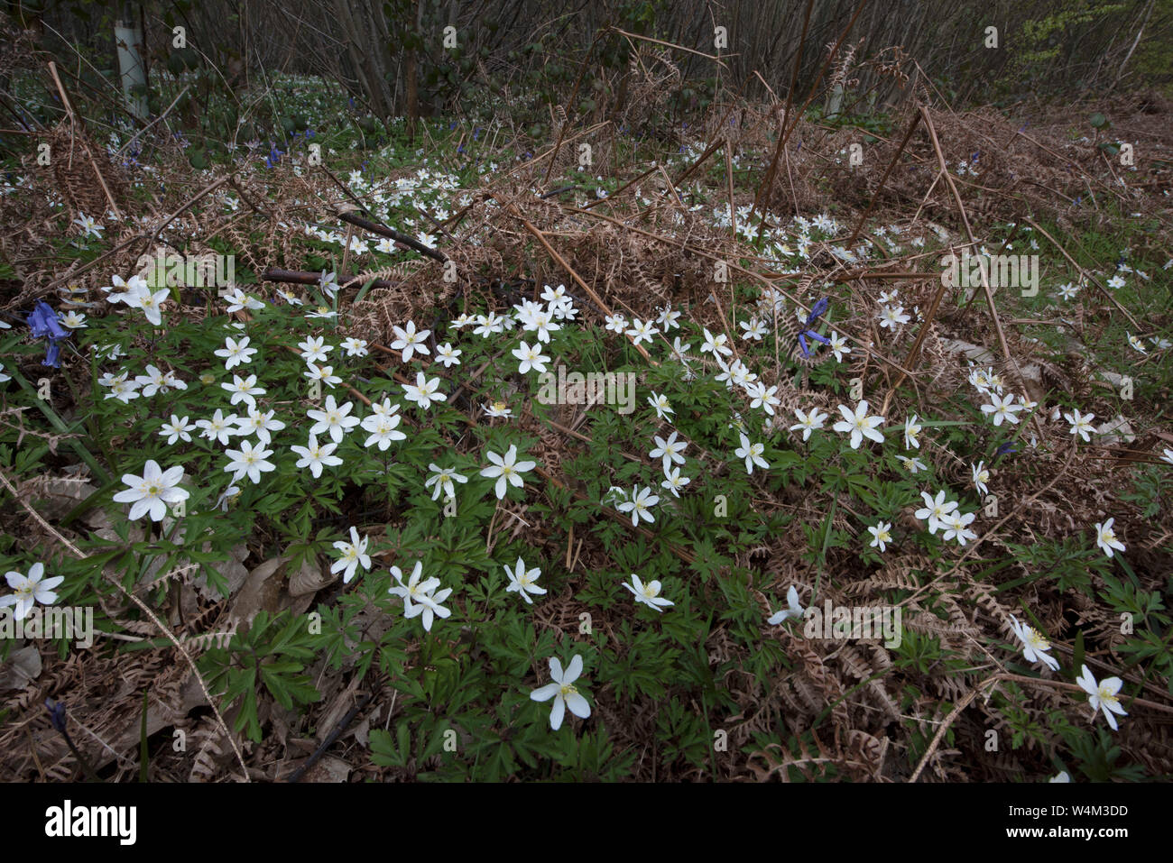 Wood Anemone Flowers, Anemone nemorosa, Rice Woods, Faversham KENT UK