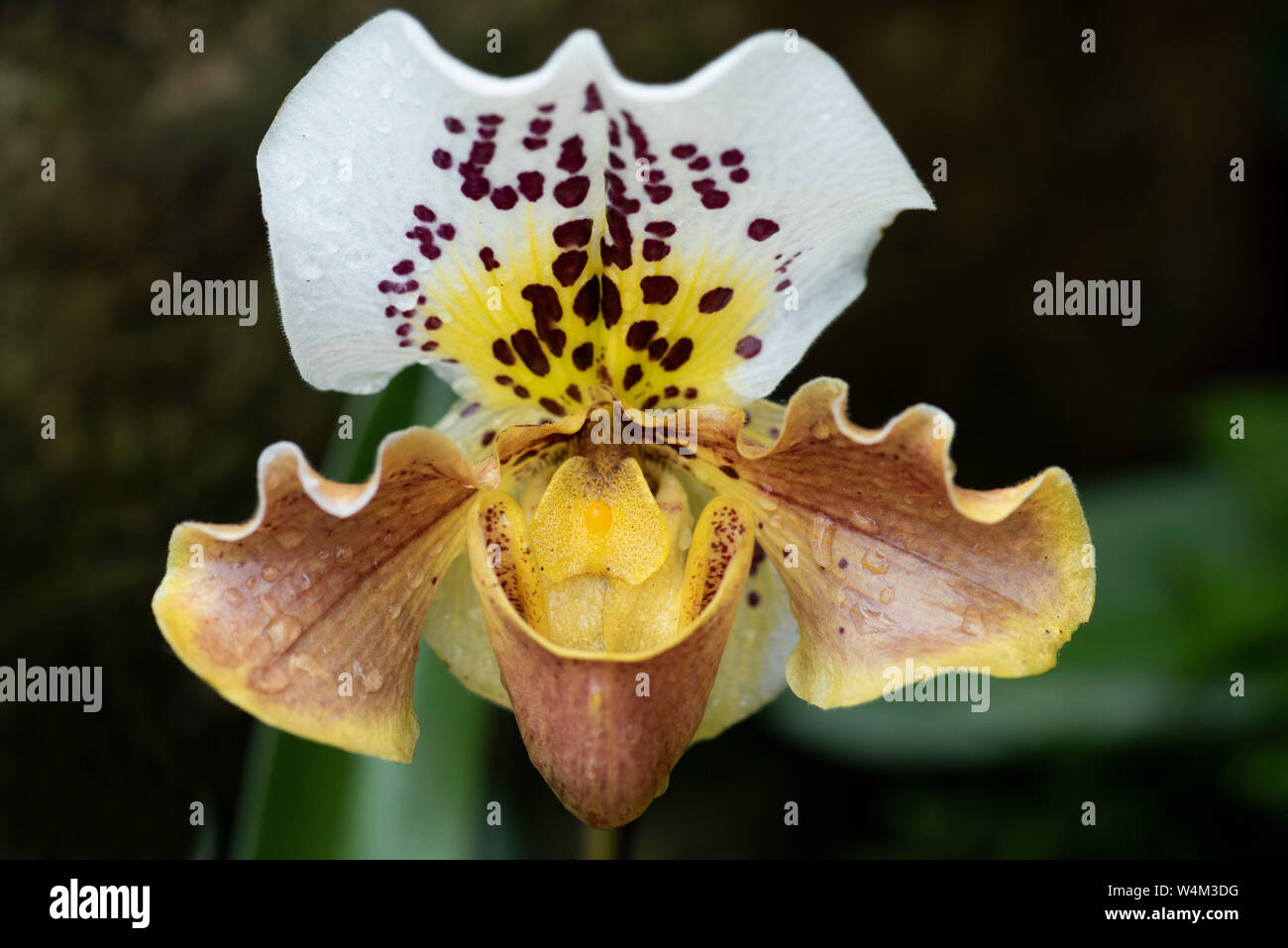 Slipper Orchid, Paphiopedlium , colourful, subfamily Cypripedioideae Stock Photo