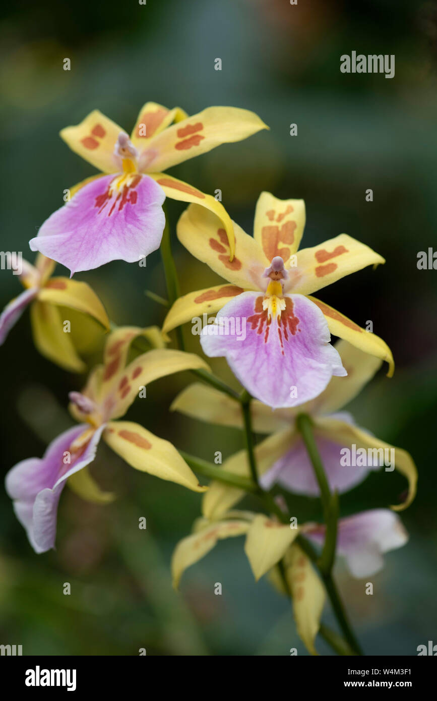 Zygopetalum Orchid, subfamily Epidendroideae, Stock Photo