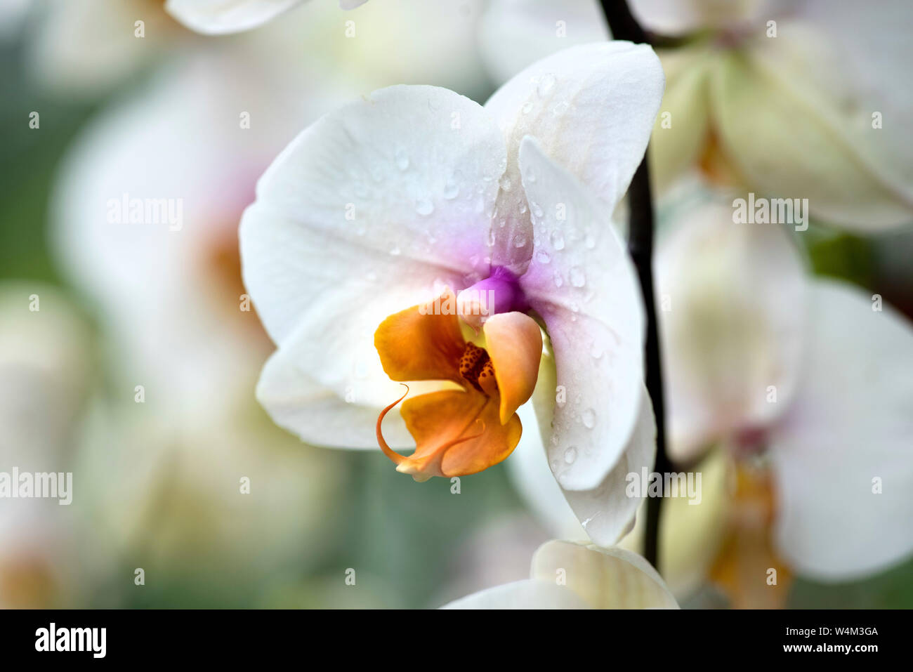 Phalaenopsis Orchid, Moth Orchid, Stock Photo