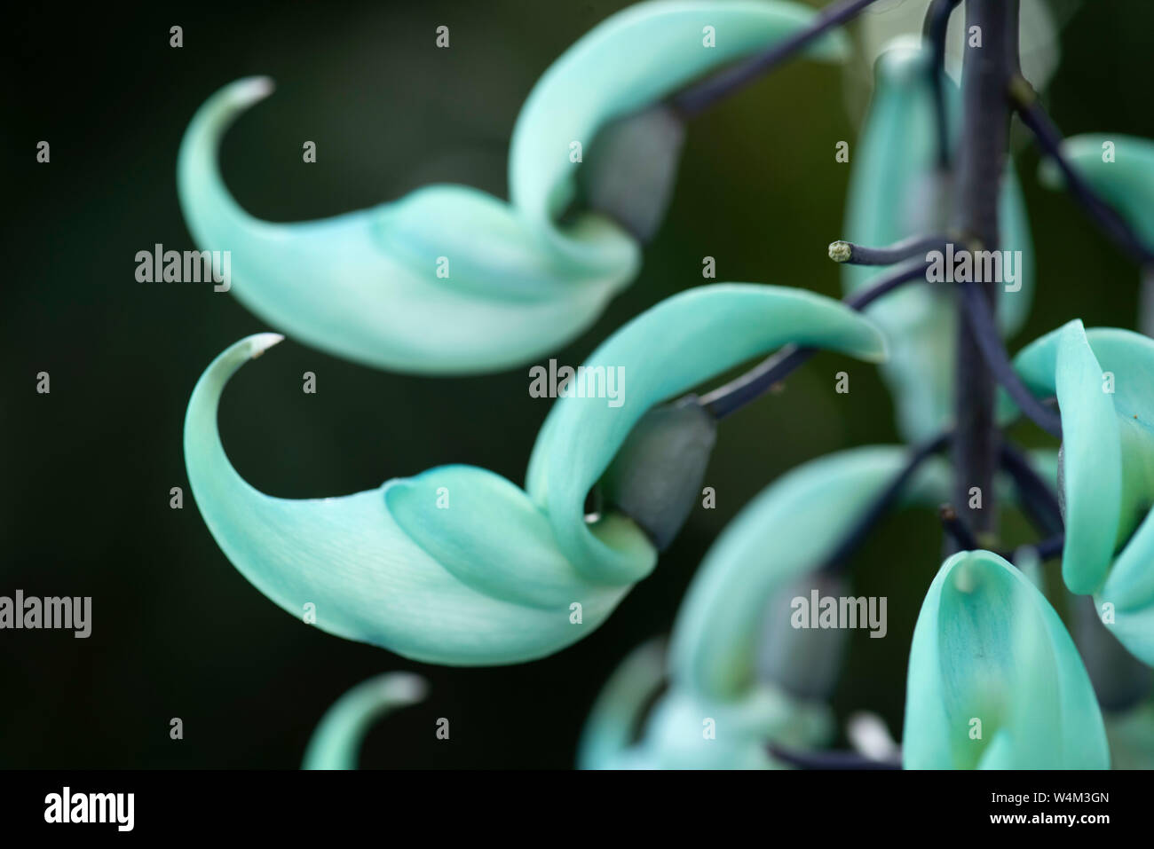 Jade Vine, Strongylodon macrobotrys, native to Phillippines, close up of  flower, pollinated by birds or bats in the wild, flower coloration has been  s Stock Photo - Alamy