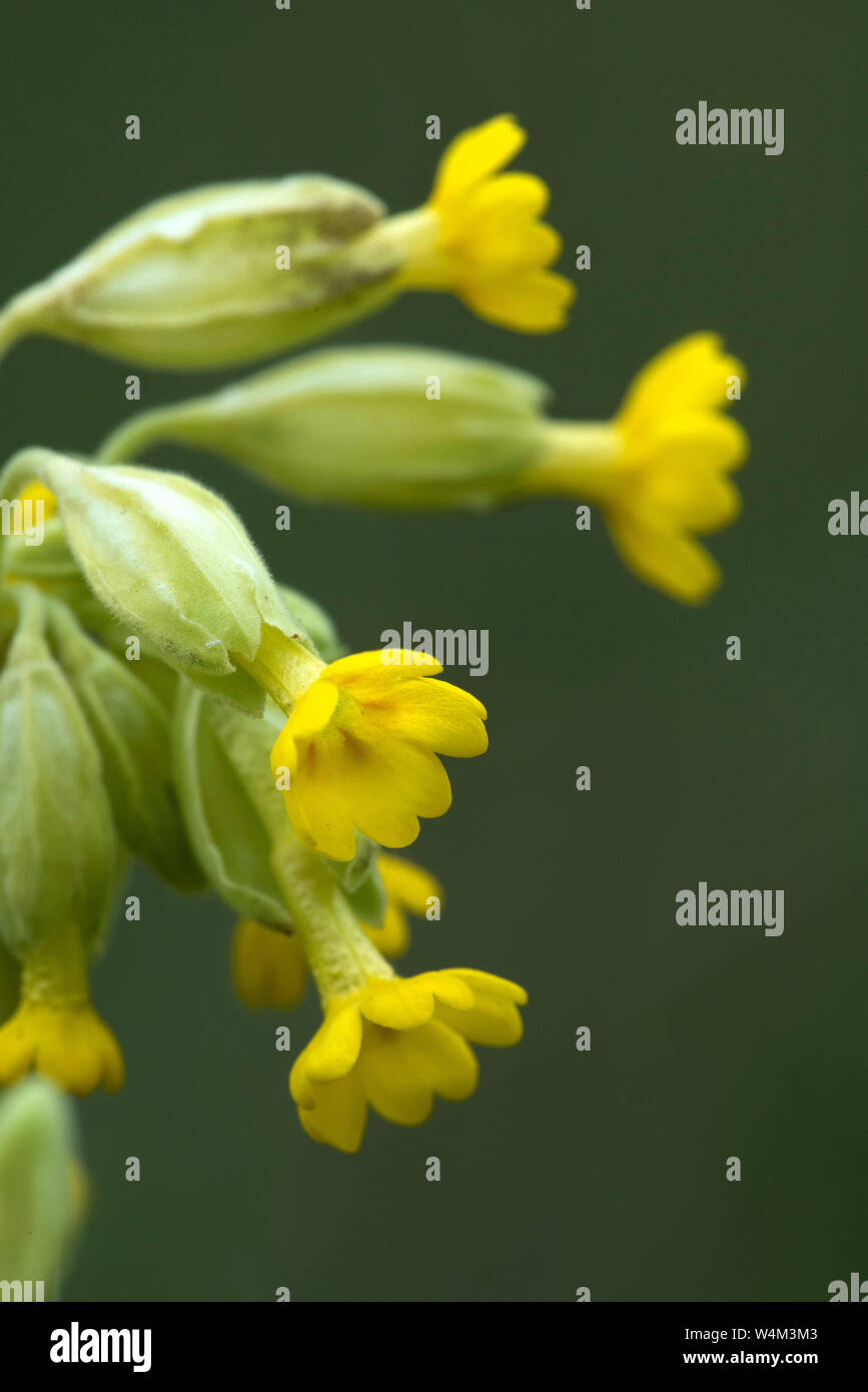 Beautiful spring wild flowers hi-res stock photography and images - Alamy