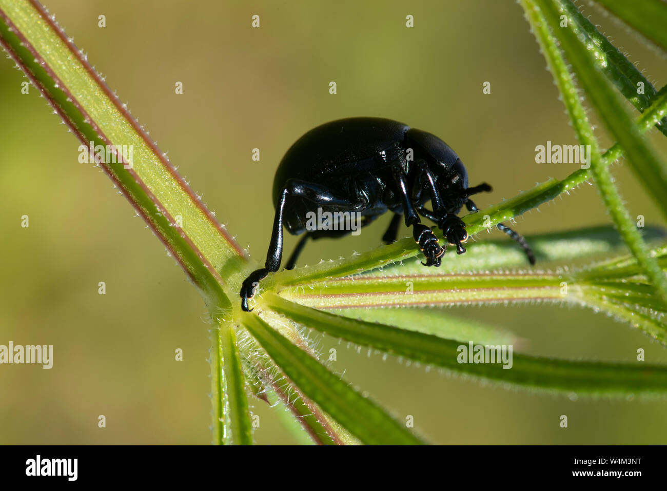 Bloody Nosed Beetle, Timarcha tenebricosa, Capel-le-Fern, Kent UK, flightless, unusual defence mechanism: when threatened, it secretes a distasteful b Stock Photo