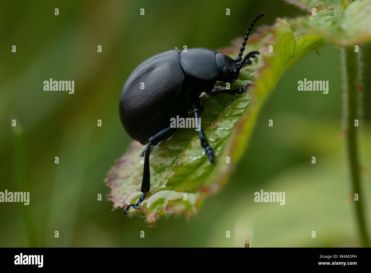 Bloody Nosed Beetle, Timarcha tenebricosa, Capel-le-Fern, Kent UK ...