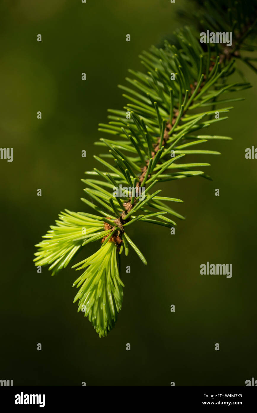 Scots pine, Pinus sylvestris, needles, new growth, Bonsai Bank, Denge Woods, Kent UK Stock Photo