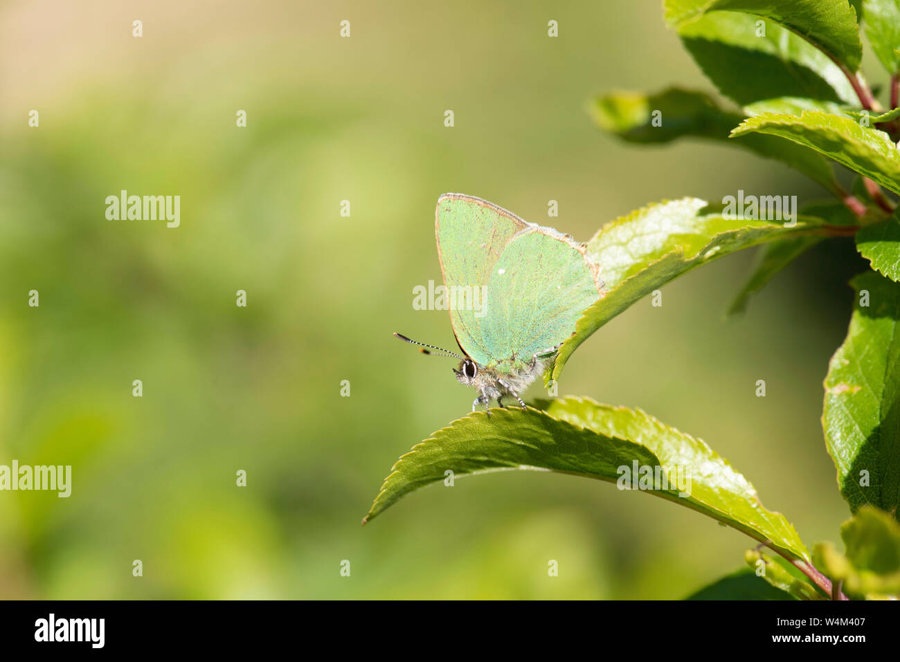 Diffraction of light hi-res stock photography and images - Alamy