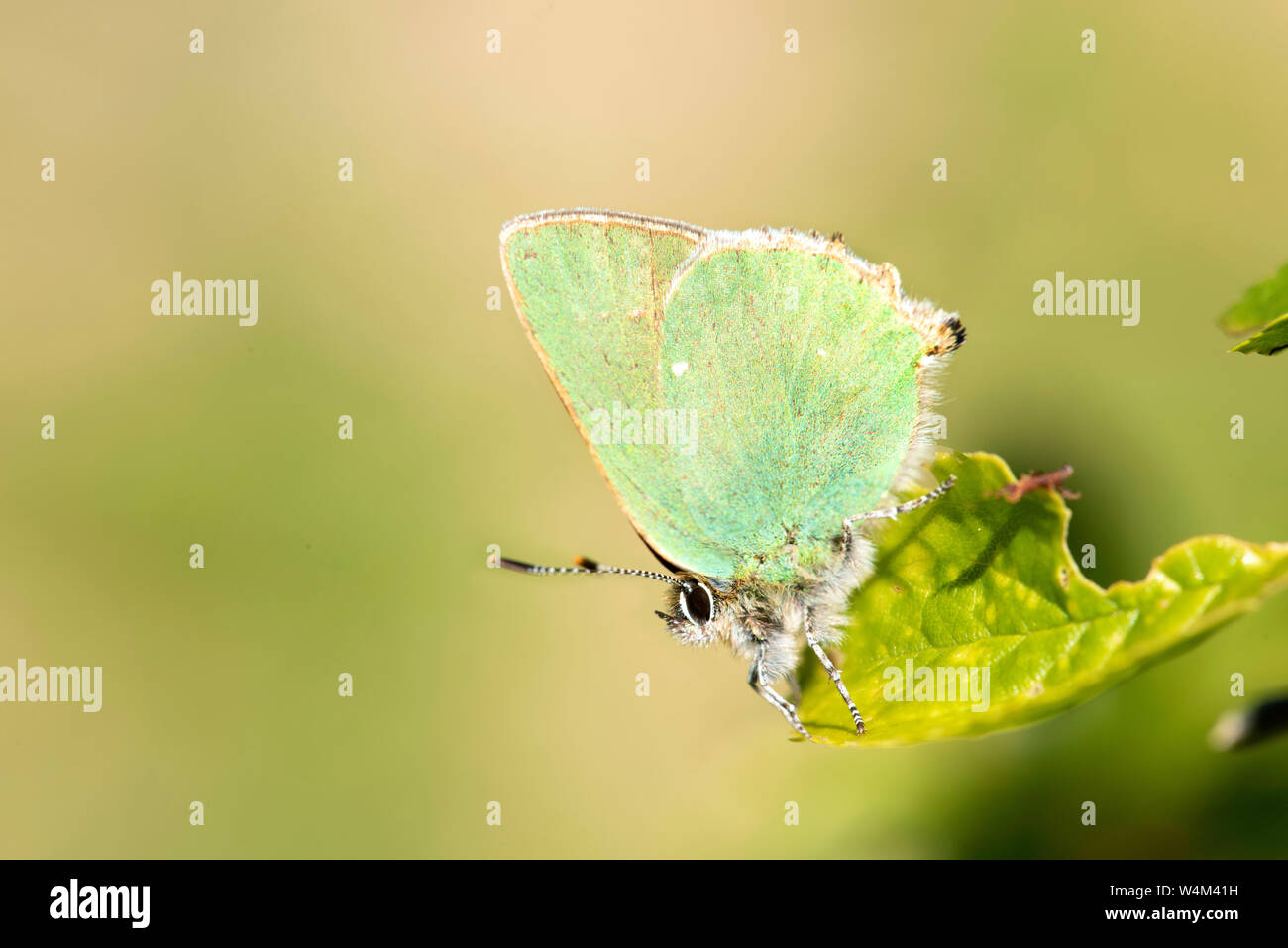 Diffraction of light hi-res stock photography and images - Alamy
