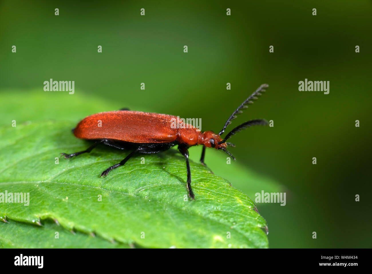 Red Headed Cardinal Beetle, Pyrochroa serraticornis, resting on leaf ...