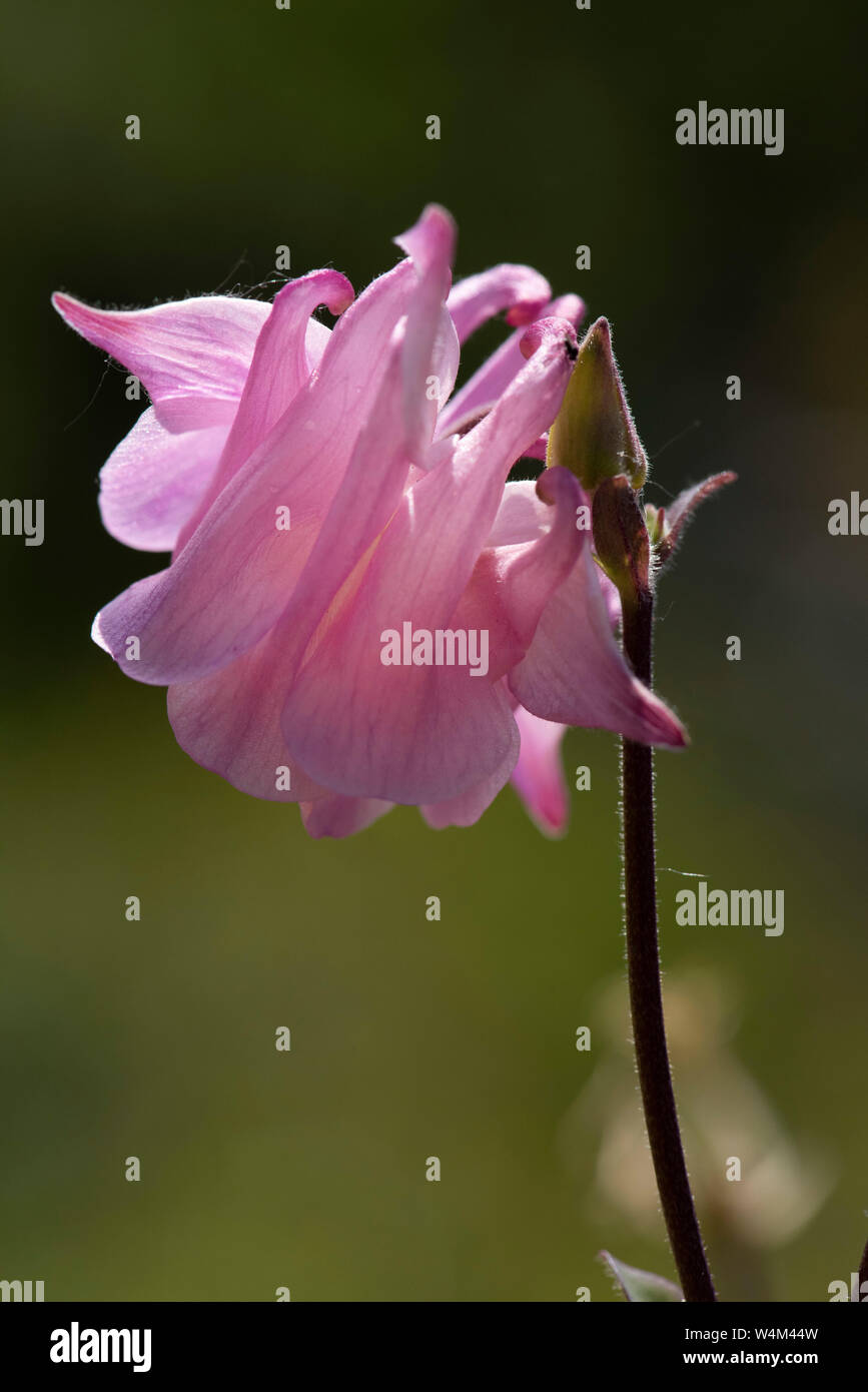 Columbine Flower, Aquilega vulgaris, Darland Banks, Kent UK,  flowering herbaceous perennial plant, The plant is a member of the poisonous Ranunculus Stock Photo