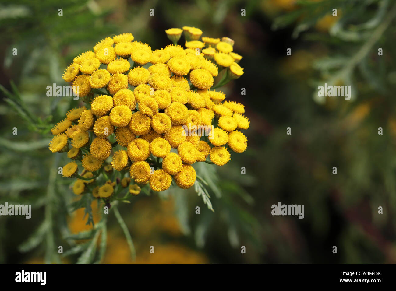 Tansy flowers growing on a summer meadow. Tanacetum vulgare, wild yellow flower close up, medicinal plant Stock Photo