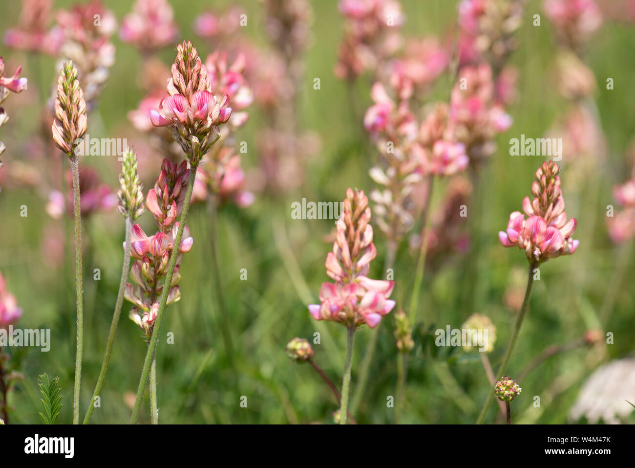 Sainfoin Flower, Onobrychis viciifolia, Darland Banks, Kent UK, perennial of calcareous grasslands, pea family, a legume, clover Stock Photo