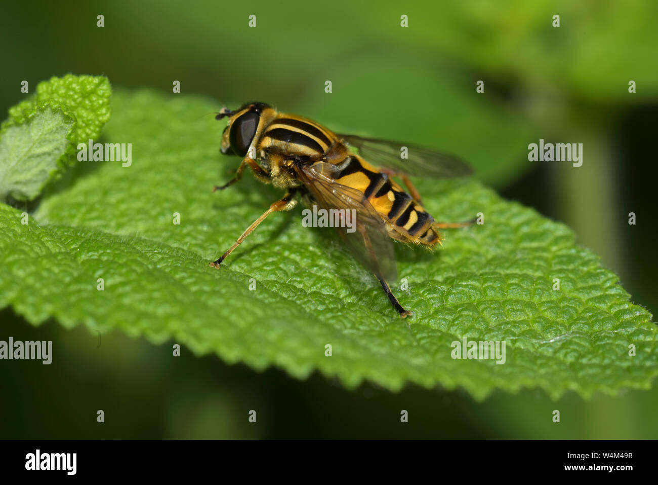 The Footballer Hoverfly, Helophilus pendulus, Sevenoaks Kent Wildlife
