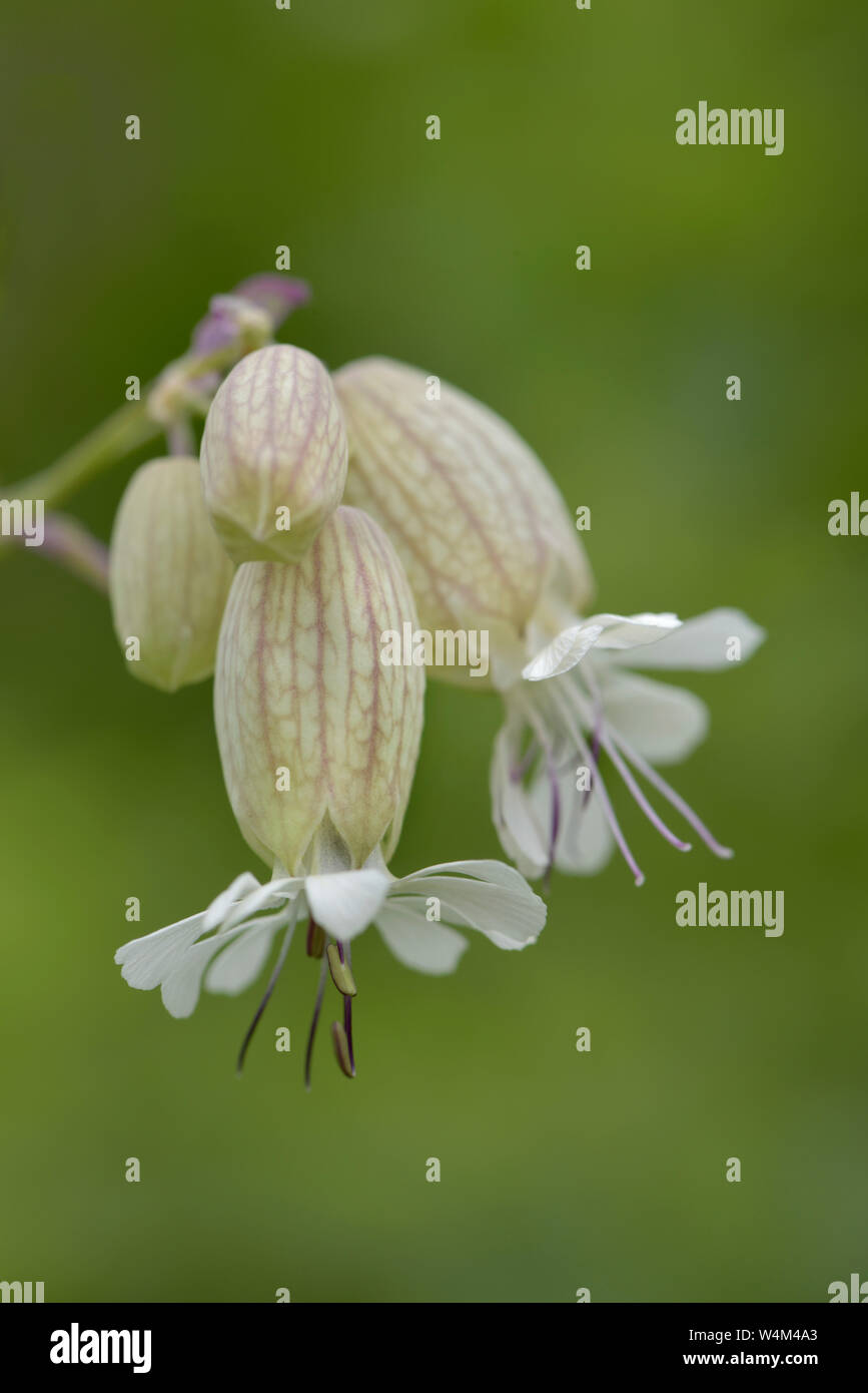 Sea Campion, Silene maritima, Sevenoaks Kent Wildlife Trust Nature