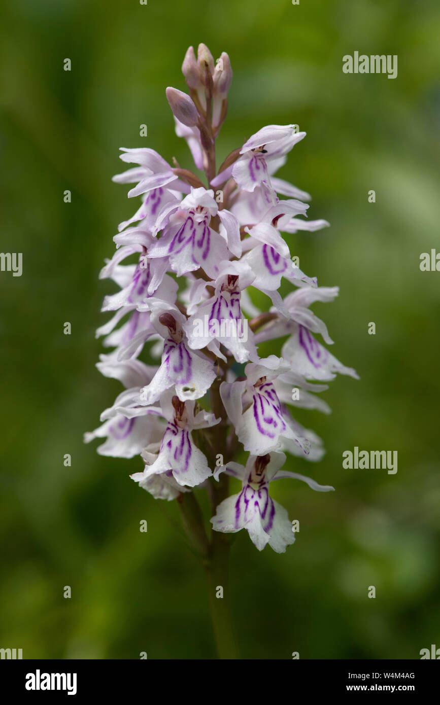 Common Spotted-orchid, Dactylorhiza fuchsii, Kemsing Down, Kent