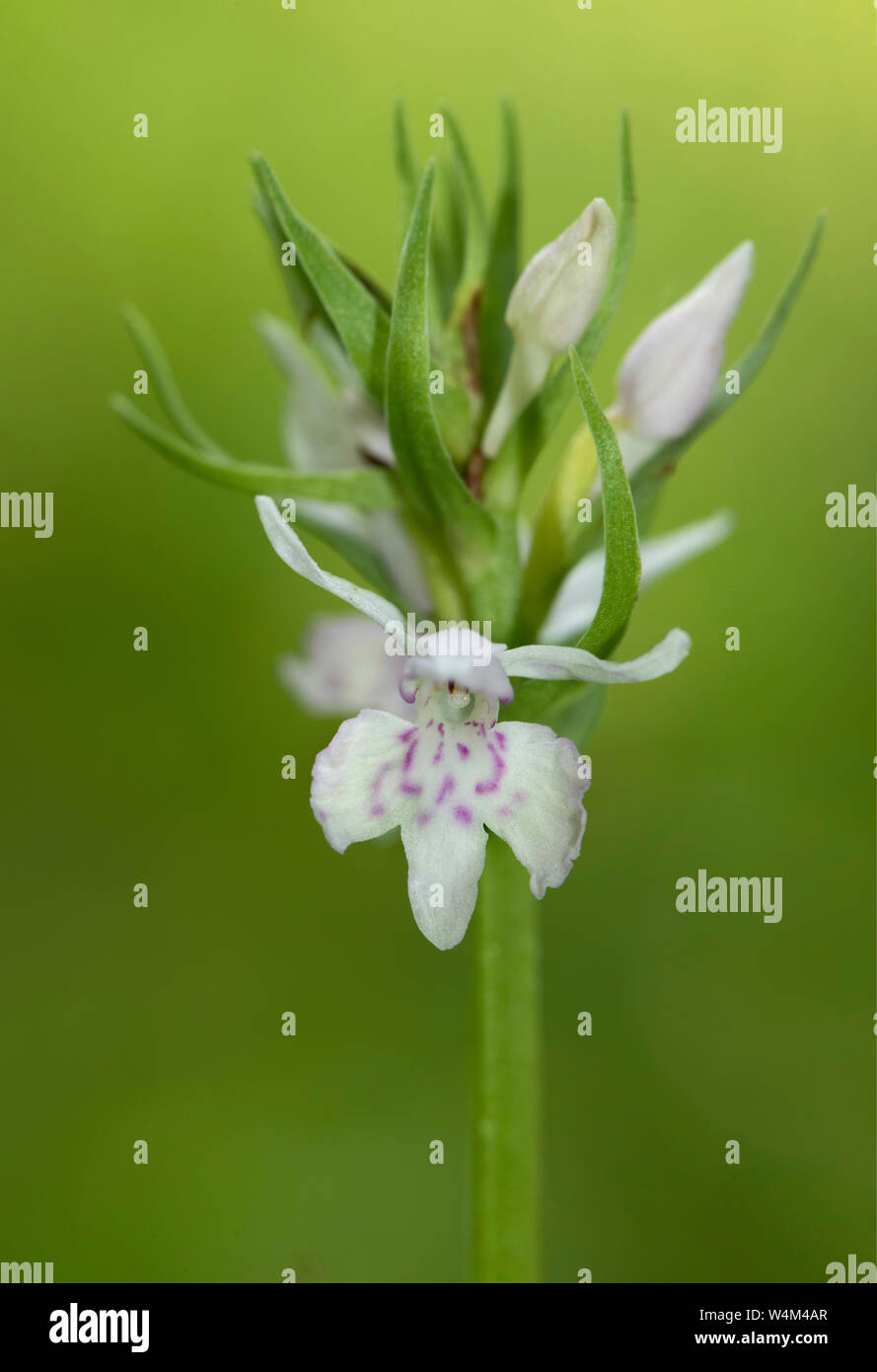 Common Spotted-orchid, Dactylorhiza fuchsii, Kemsing Down, Kent
