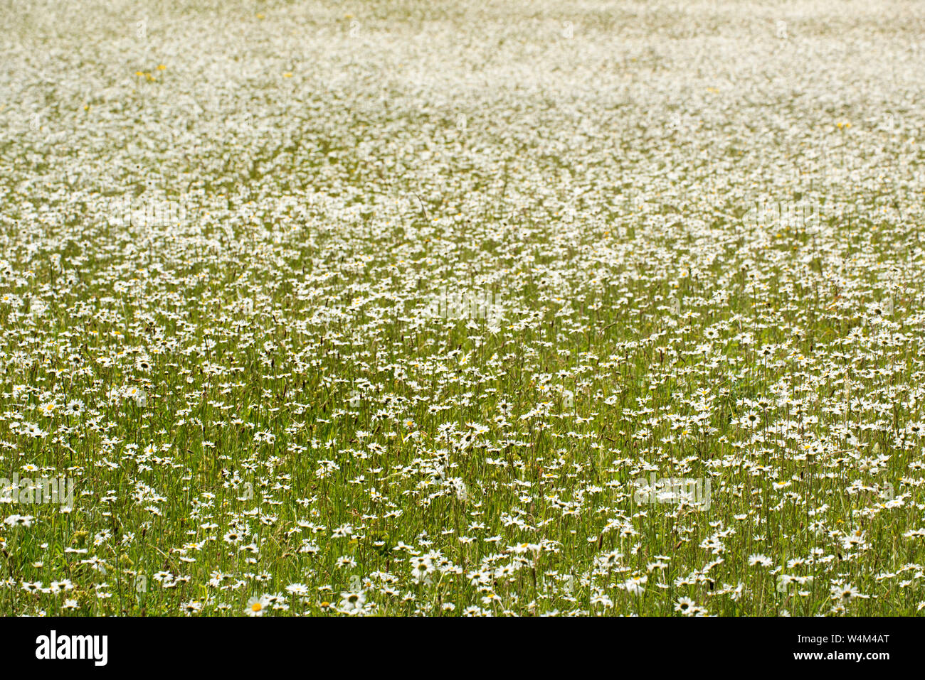 Field of Oxeye Daisy, Leucanthemum vulgare, Kemsing Down, Kent Wildlife