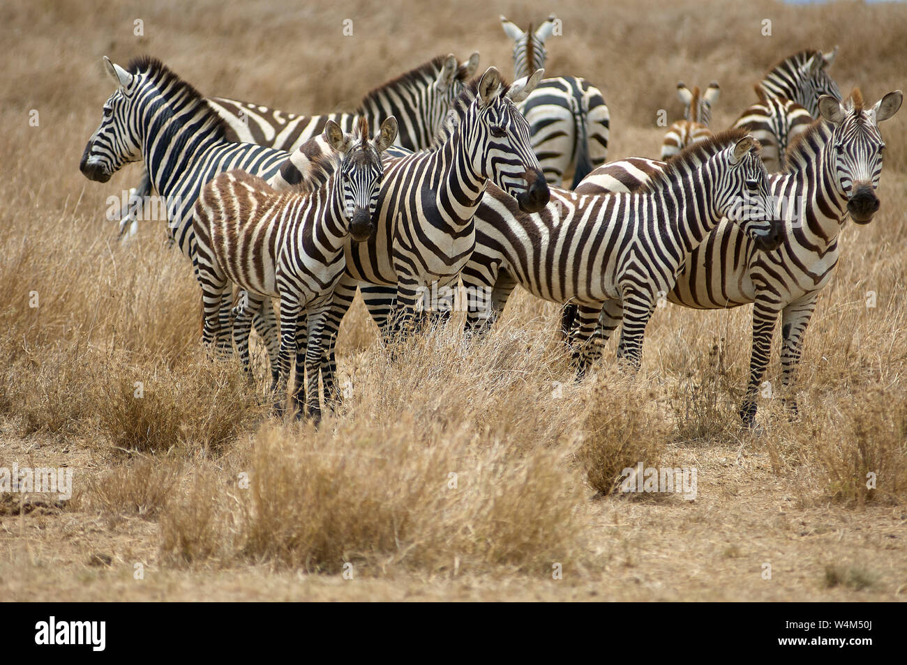 A small herd of zebras scanning their environment carefully for hazards Stock Photo