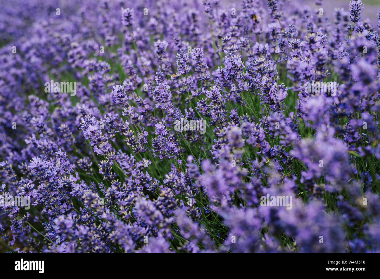 Lavender flowers blossom in summer fields in Europe Stock Photo - Alamy