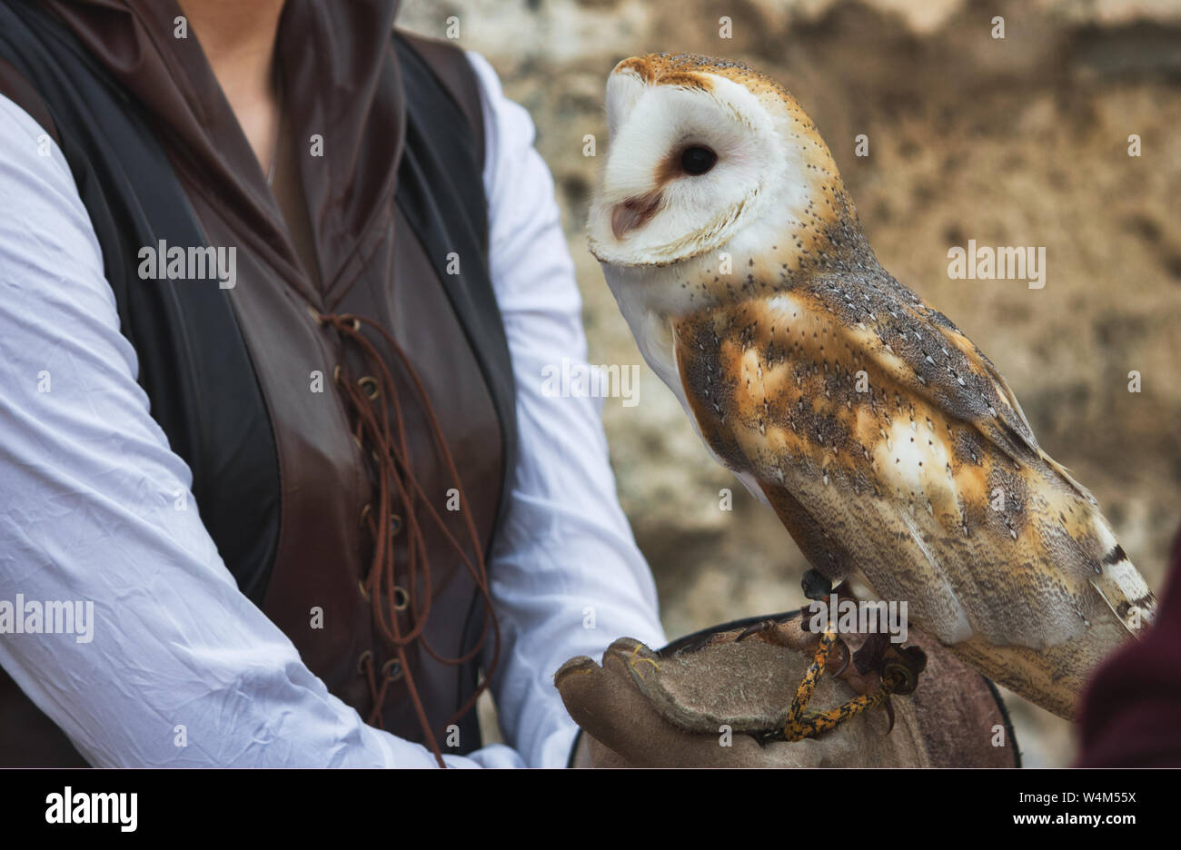 A barn owl perched on a falconer's glove Stock Photo - Alamy