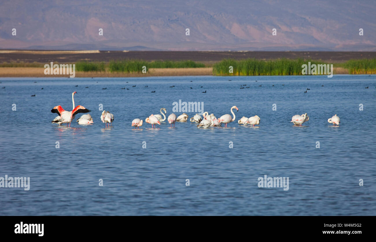 Dayet Flamenco rosado o común, Lago Dayet Srji, Desierto del Sahara, Merzouga ...