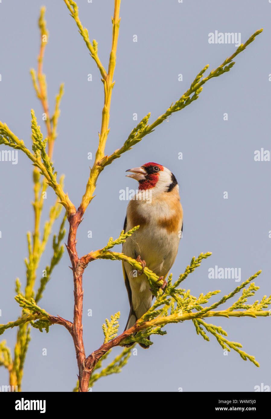 Goldfinch, British Wild Birds, perching on the top of a tree in an english garden in July 2019