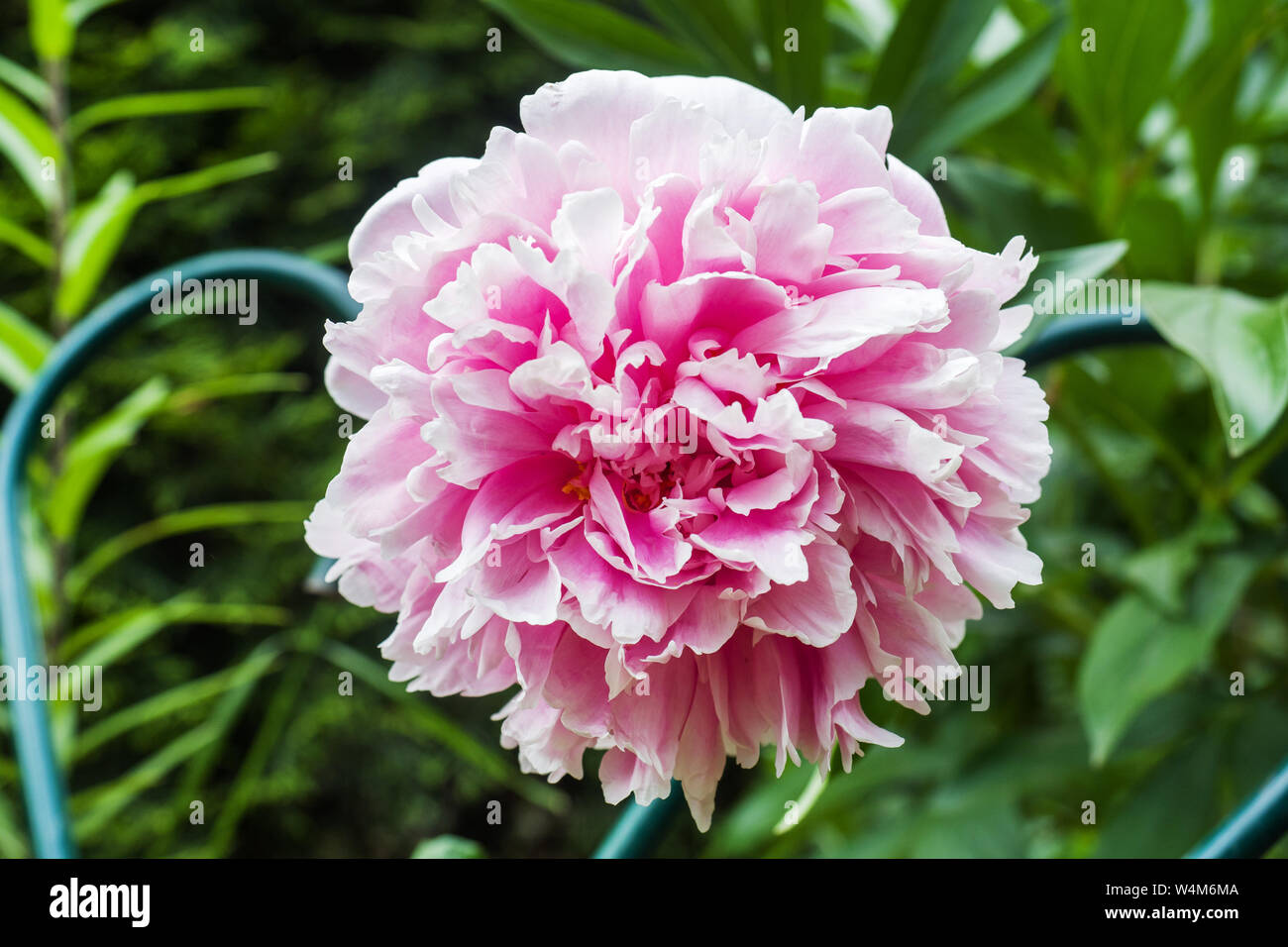 Delicate pink peony in the garden on a green background Stock Photo - Alamy