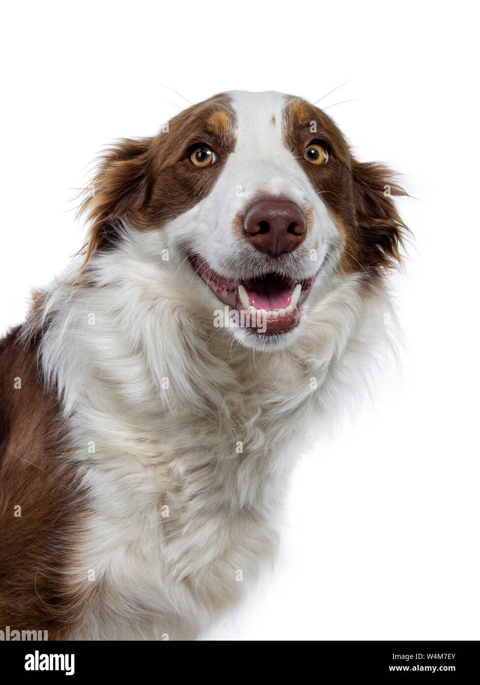 Head shot of naughty looking brown with white Border Collie. Looking at camera with yellow eyes. Ears down and mouth slightly open showing perfect tee Stock Photo