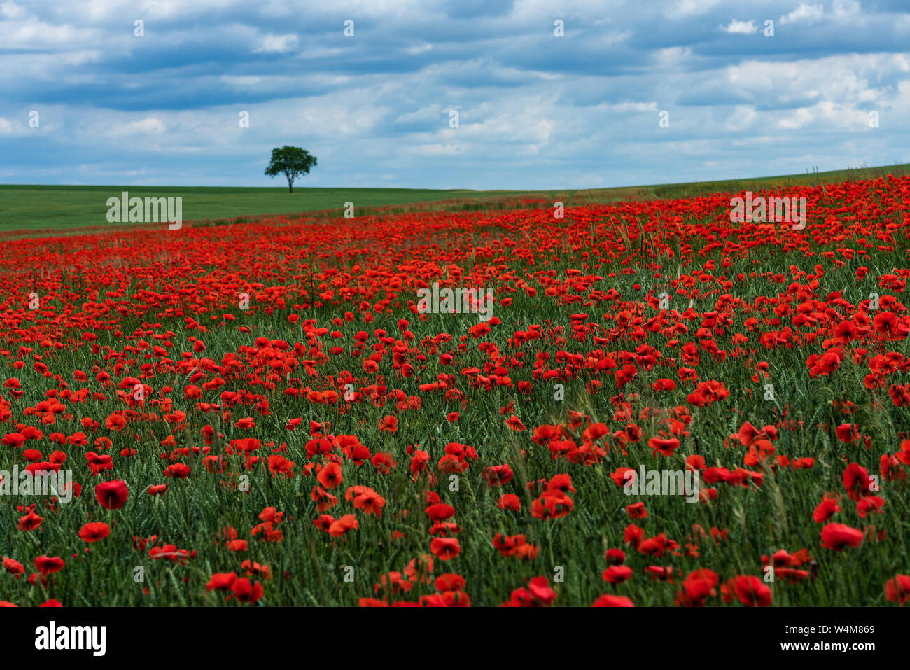 Landscape shot poppy field hi-res stock photography and images - Alamy