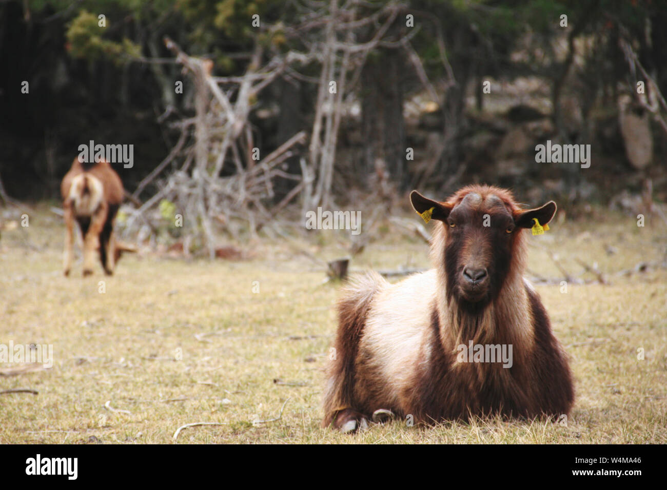 Brown-white goat resting in a meadow Stock Photo