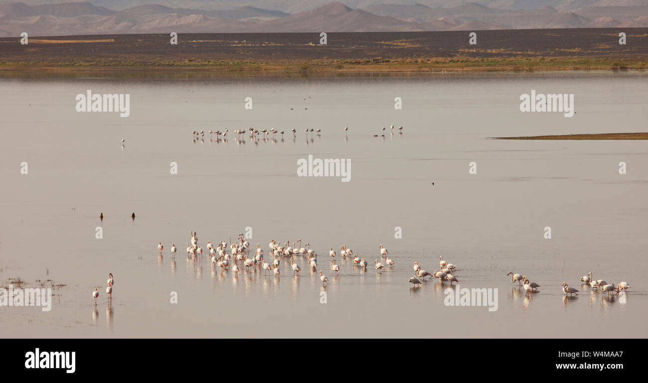 Dayet Flamenco rosado o común, Lago Dayet Srji, Desierto del Sahara, Merzouga ...