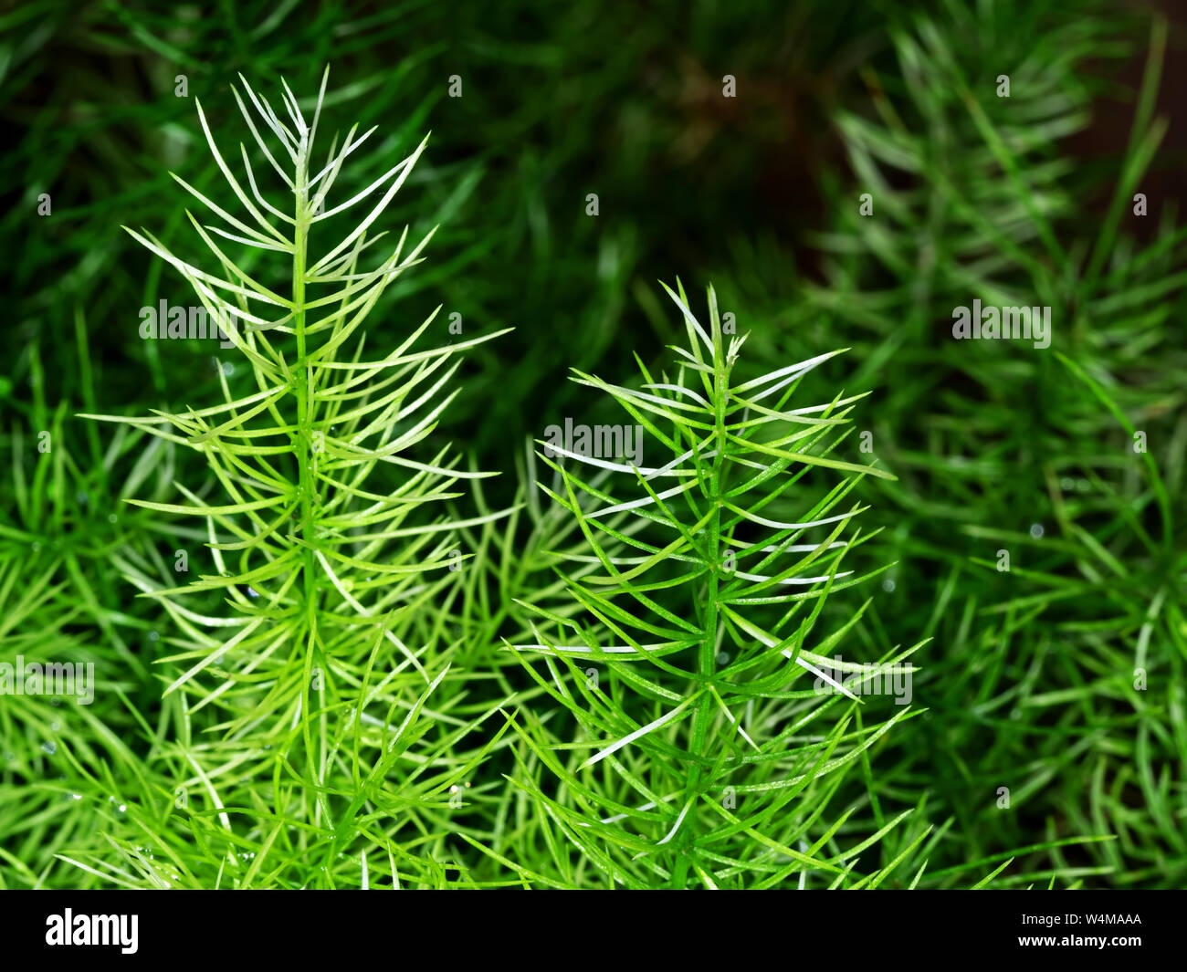 Asparagus Fern Stock Photos & Asparagus Fern Stock Images Alamy