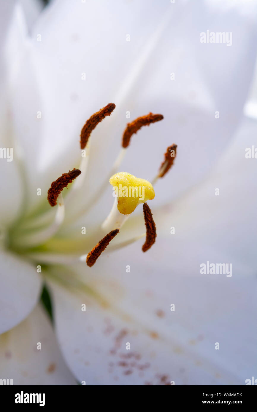White lilium lily flowers, symbol of love and innocence close up Stock Photo Alamy