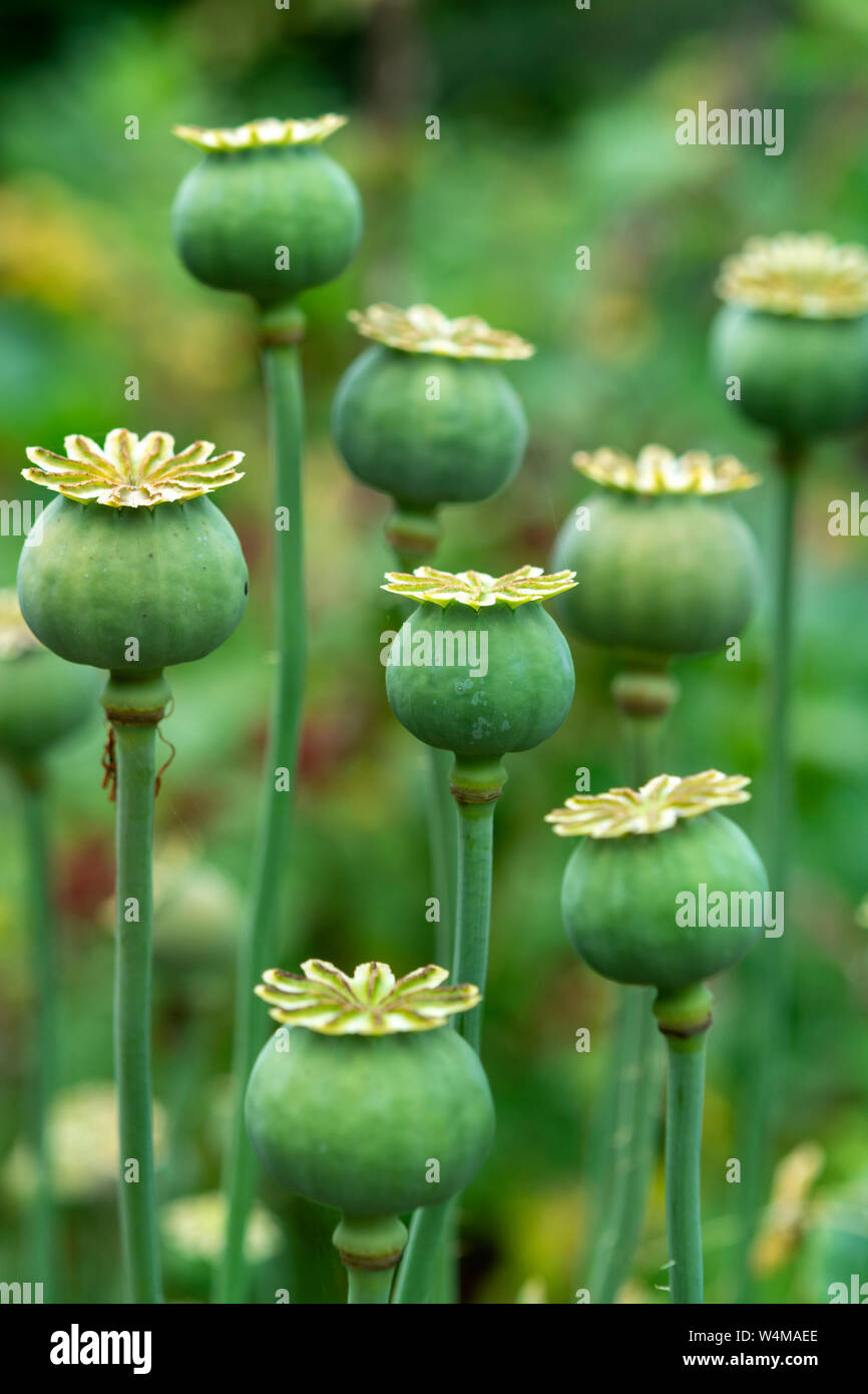 Opium poppy flower seeds capsule close up Stock Photo - Alamy