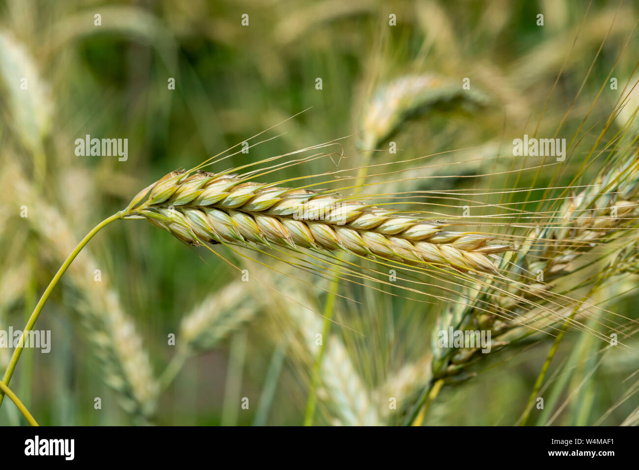 Ripe Rye Color Ripe golden rye spikes on farm field close up Stock Photo - Alamy