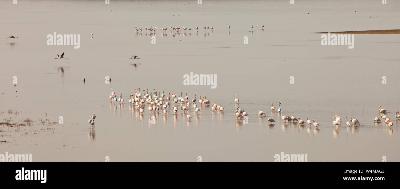 Flamenco rosado o común, Lago Dayet Srji, Desierto del Sahara, Merzouga,  Marruecos, Africa Stock Photo - Alamy