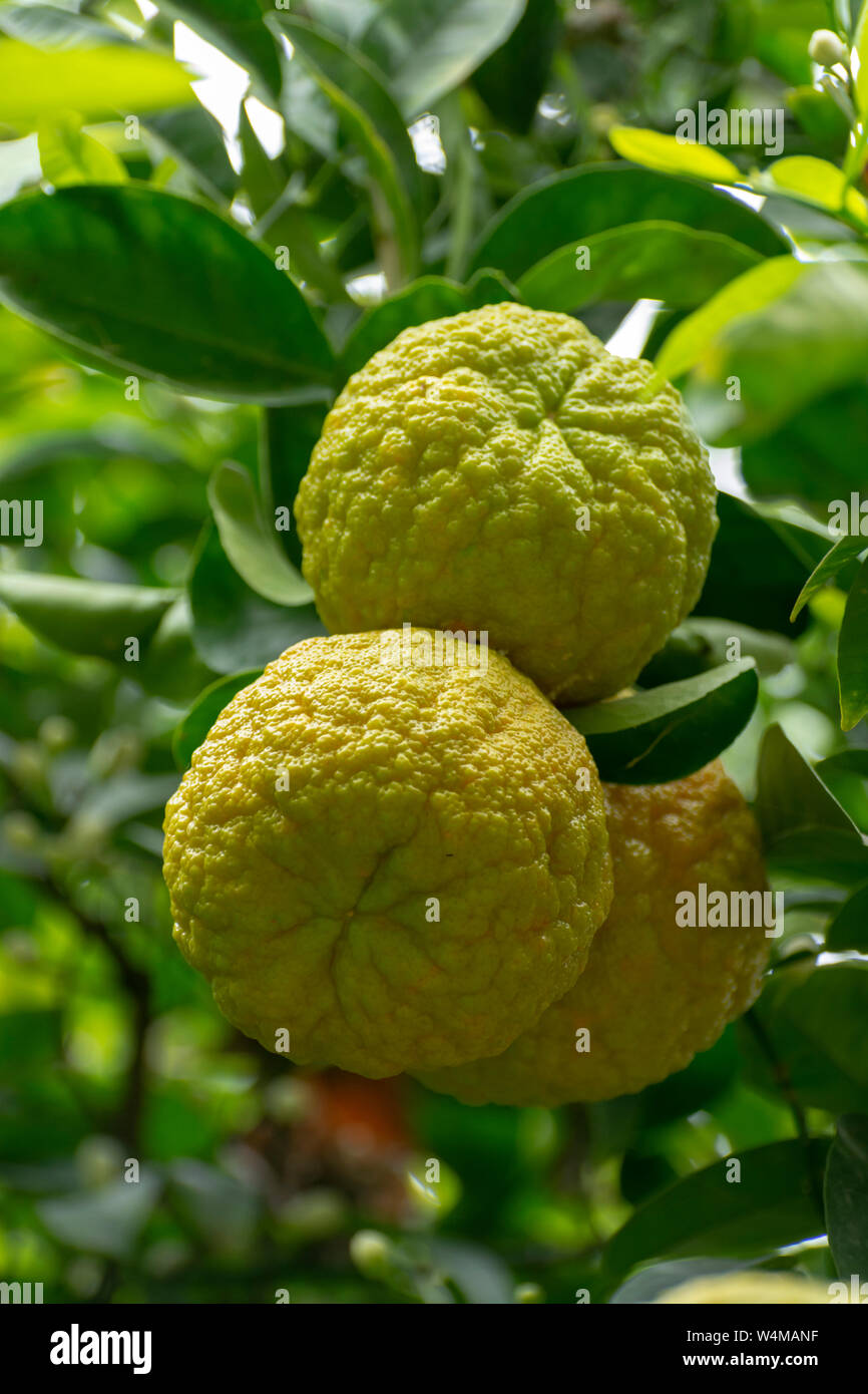 Meyella Vernietigen handicap Citrus fruits of sour orange bergamot riping on thee close up Stock Photo -  Alamy