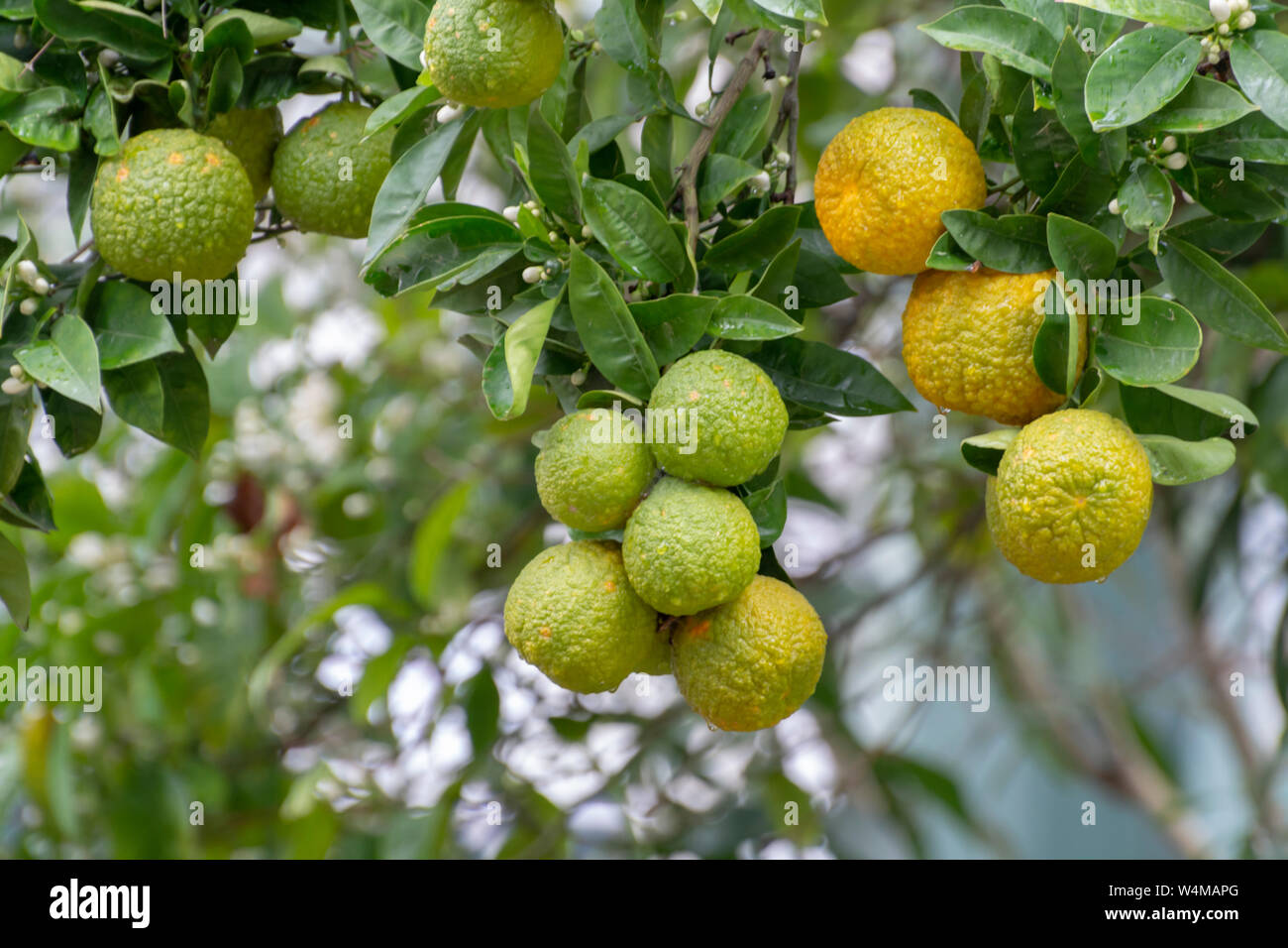 Bergamot Orange Tree High Resolution Stock Photography And Images