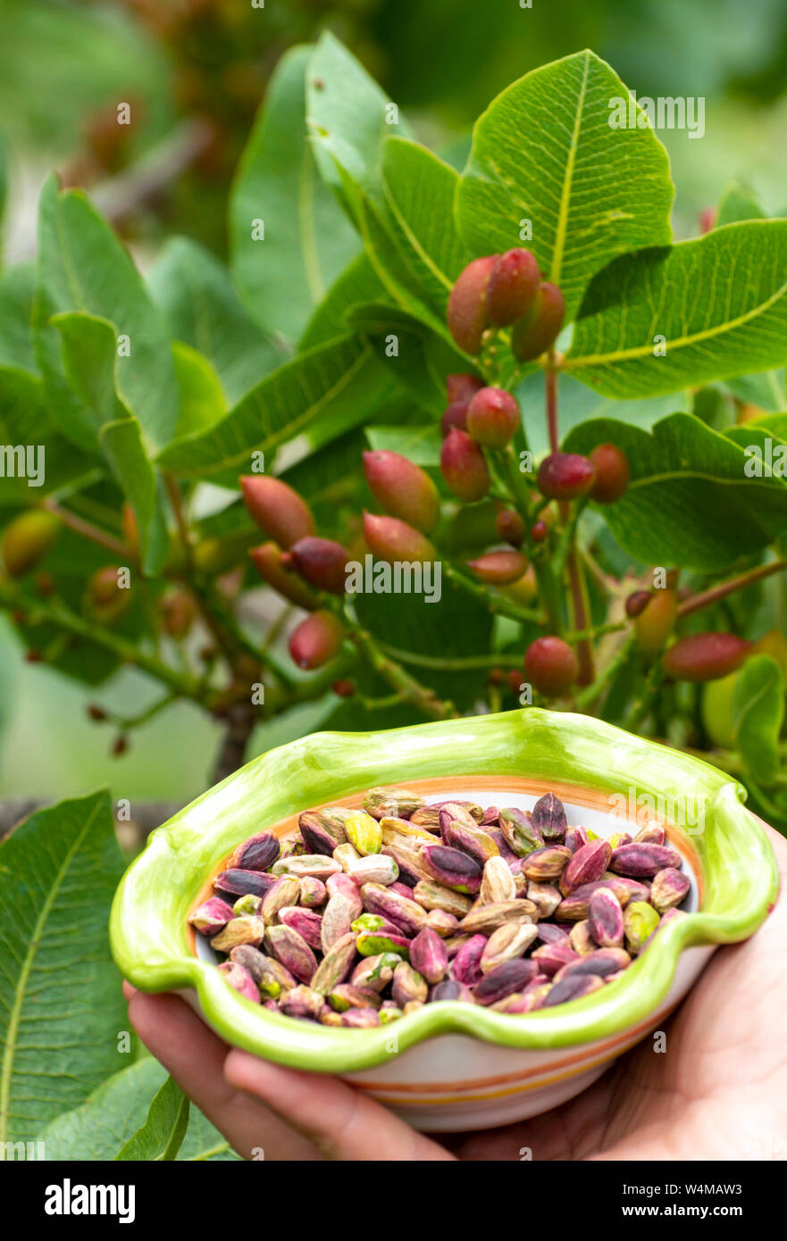 Sweet, delicate, fragrant nuts, Bronte pistachios with  brilliant green colour and pistachio tree with unripe nuts Stock Photo