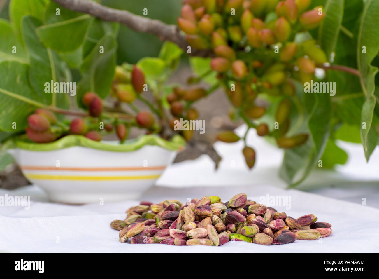 Sweet, delicate, fragrant nuts, Bronte pistachios with  brilliant green colour and pistachio tree with unripe nuts Stock Photo