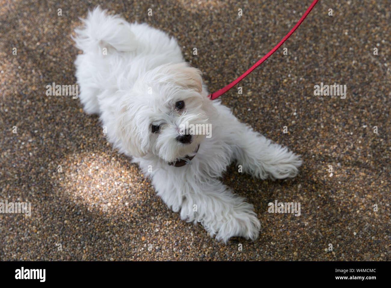 Dog on a leash Stock Photo