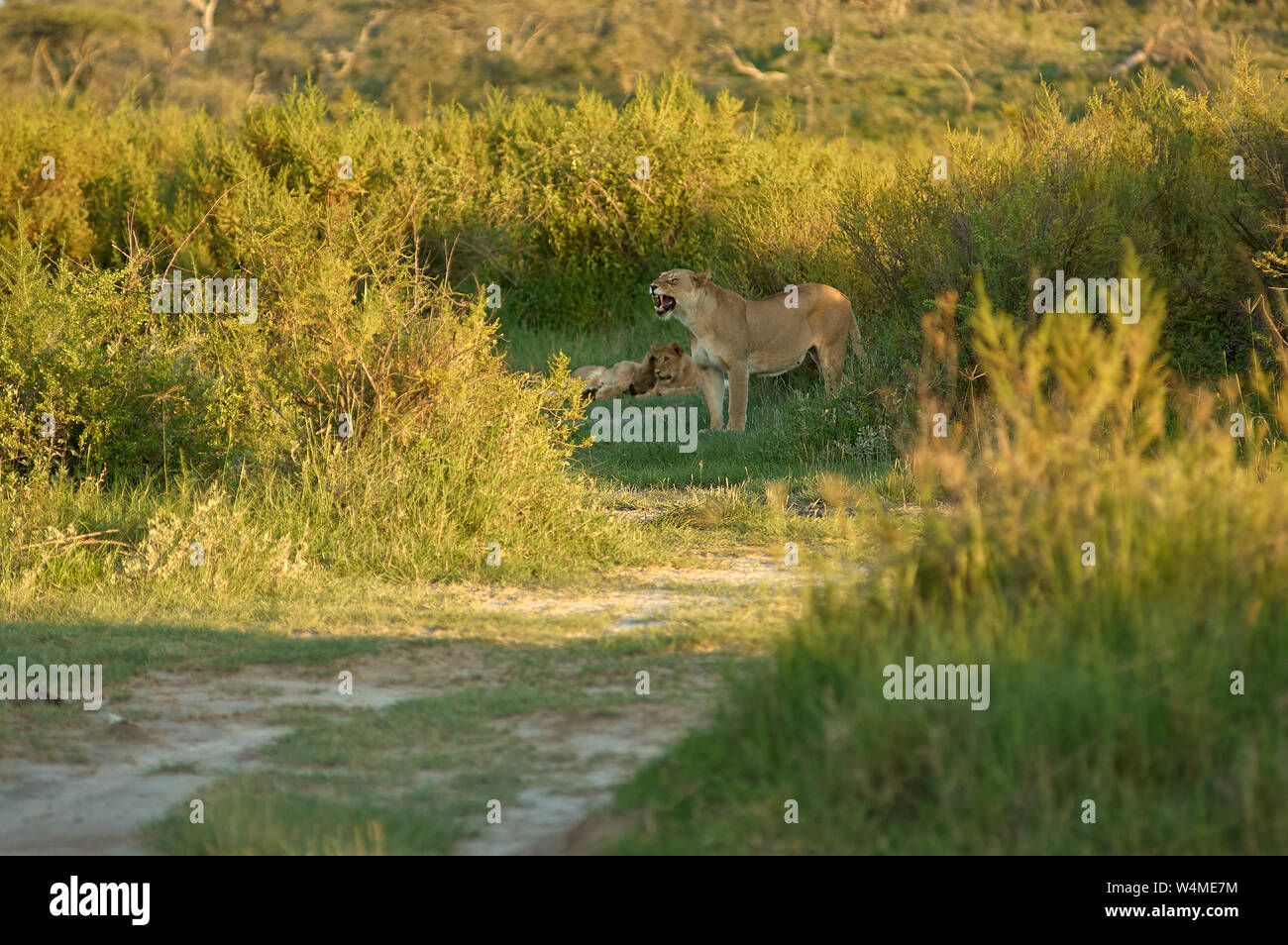 A small lion pride early morning near Lake Ndutu, Tanzania Stock Photo