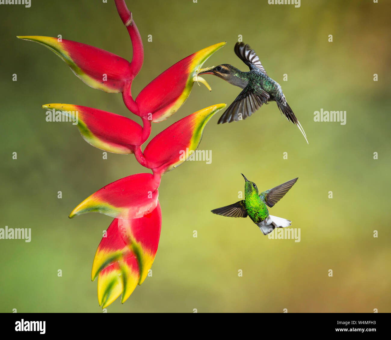 Animals, Birds, A Green Hermit Hummingbird, Phaethornis guy, feeding on the nector of a Lobster